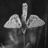 Martin Tampier - Fleur de papillons