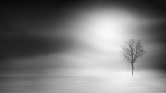 Moonlight