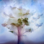 Déclin automnal | Jeannine Pitre