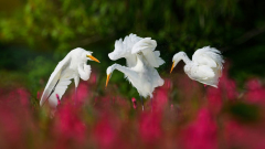 Triplette | Claude-André Fortin