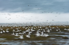 Envol | France Bouchard