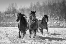 Triple puissance | Diane Gélinas