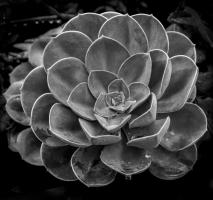 Succulents - Eleen Webb