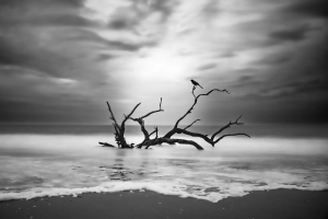 Dans l'oeil de la tempête - Nicole Gélinas