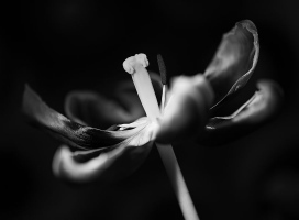 Indécence - Jeannine Pitre