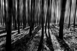 Conte de la forêt noire - Diane Gélinas