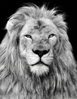 Le roi lion - Marc-André Thibodeau