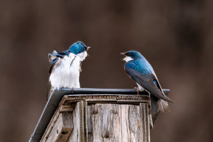 Chamaillage | Linda Forget