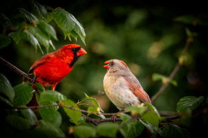 L'amour est dans l'air | Linda Forget