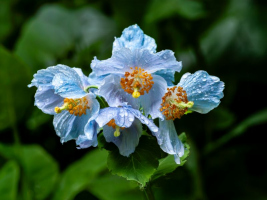 Pluie du matin | Gaétan Bégin