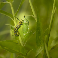 Beauté de la nature | Claire Grenier