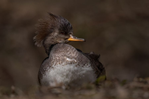 Dans l'ombre un éclat | Marie-Claude Gravel