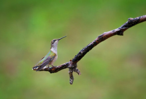 Pose colibri | Melody Ross