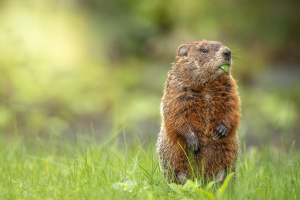 Petite gourmande | Manon Loyer