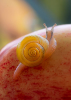 Nouvel horizon | Jeannine Pitre