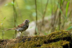 Le chanteur | Paule Jolicoeur
