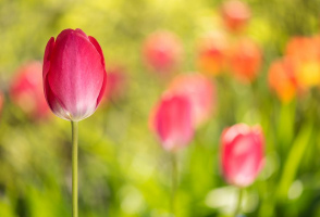 Tulipe | Lyne Boucher