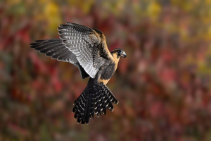 Vol souverain | Marie-Claude Gravel