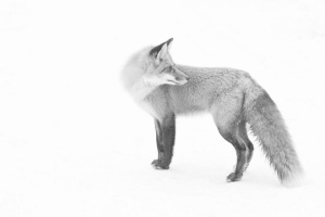 Monsieur renard | Marc-André Thibodeau