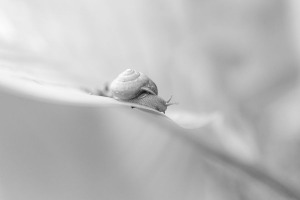Courbe de nature | Nathalie Mercier