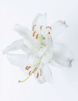 Les soeurs jumelles | Linda Forget