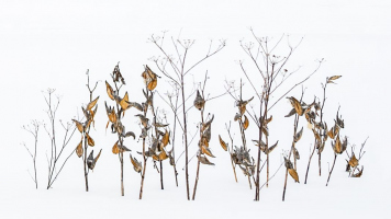 Asclépiades sur neige | Jeannine Pitre