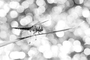 Libellule | Martin Tampier