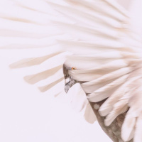 Je te voie | Nathalie Mercier