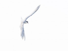 Ange blanc du large | Melody Ross