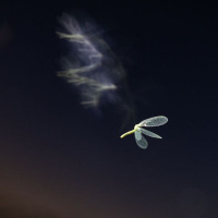 Skyfall | Martin Tampier