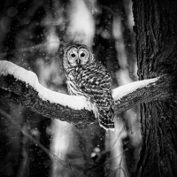 Un regard sous les flocons | Lyse Samson