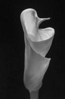Calla | Louise Beauvais