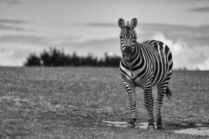 Regard | Marc-André Thibodeau