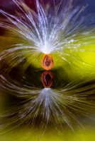 La danse échevelée | Jeannine Pitre