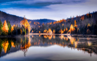 Forêt enchantée | Nathalie Mercier