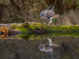 Se secouer les plumes | Lyse Samson