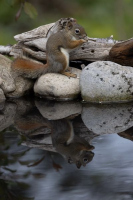 L'Écureuil et son double aquatique | Kathleen Tondeur