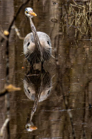 Incrédule | Lise Boulanger