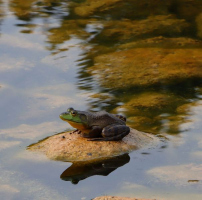 Reflet sur le prince | Nataly Martin