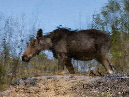 Le miroir de l'orignal | Lyse Samson