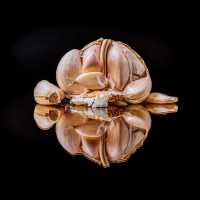 Bulbe d'ail | Linda Forget