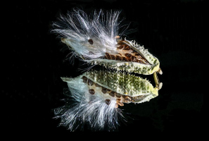 Asclépiade | Gaétan Bégin