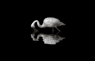 Le flamant | Marie-Claude Gravel