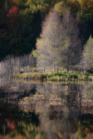 Marais en automne | Vladimir Svetlik