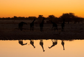Reflets d'Afrique | Marie-Claude Gravel