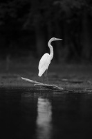 Diffusion | Martin Tampier