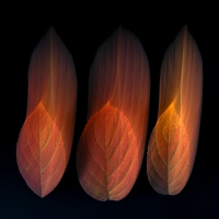 Tombent les feuilles - Manon Loyer