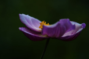 Reflet violet | Dany Tanguay