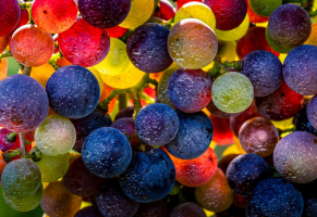 50 nuances de raisins | Diane Gélinas