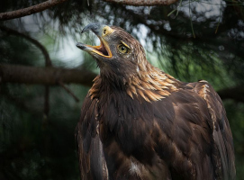 Aigle royal | Marc-André Thibodeau